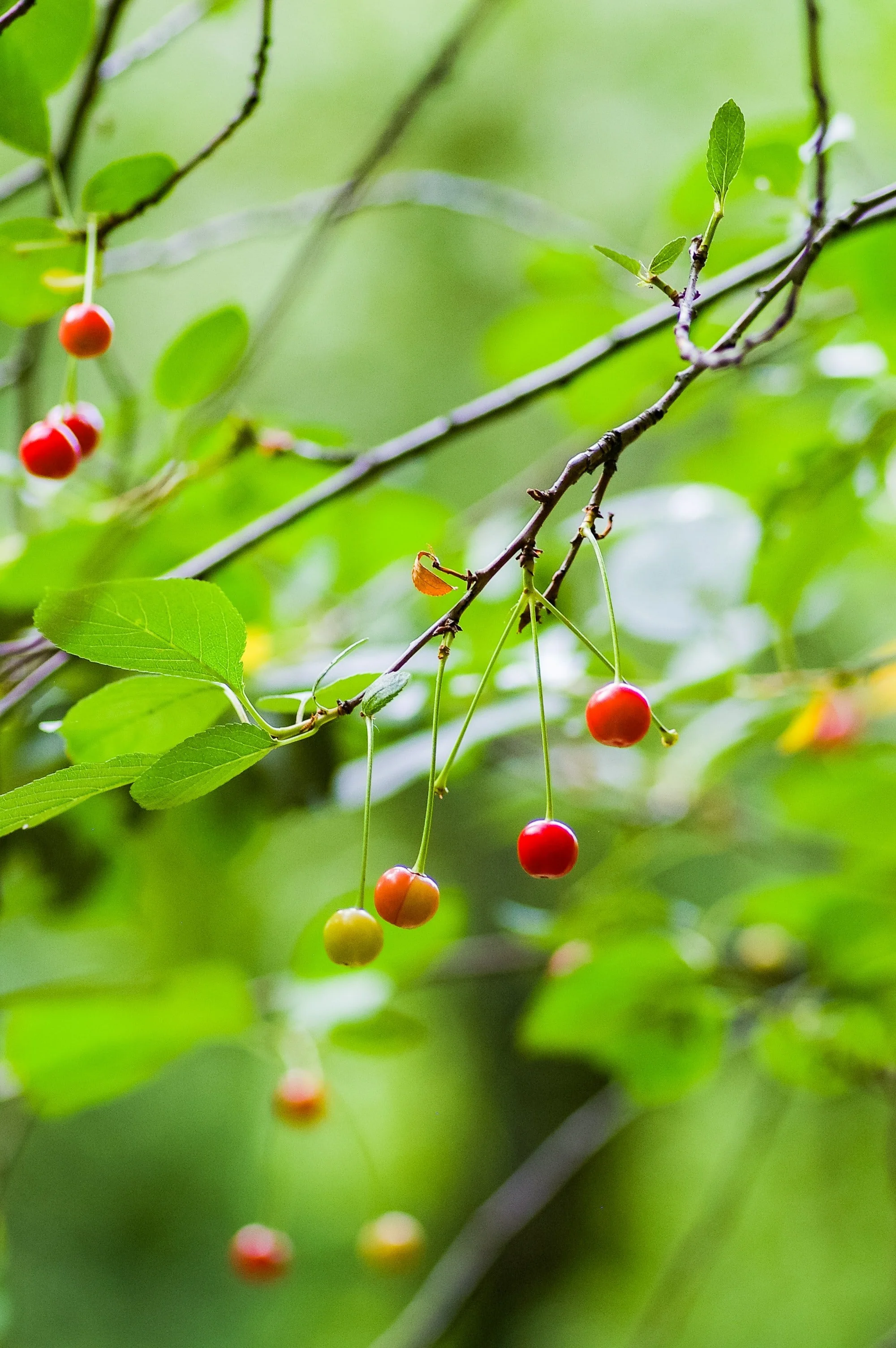cherry-lip-flavour.jpg