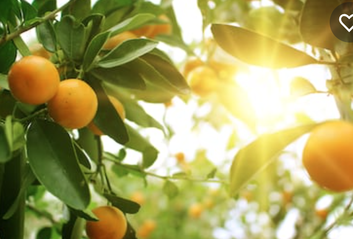 sweet-orange-essential-oil.jpg