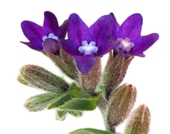 Alkanet Root Powder