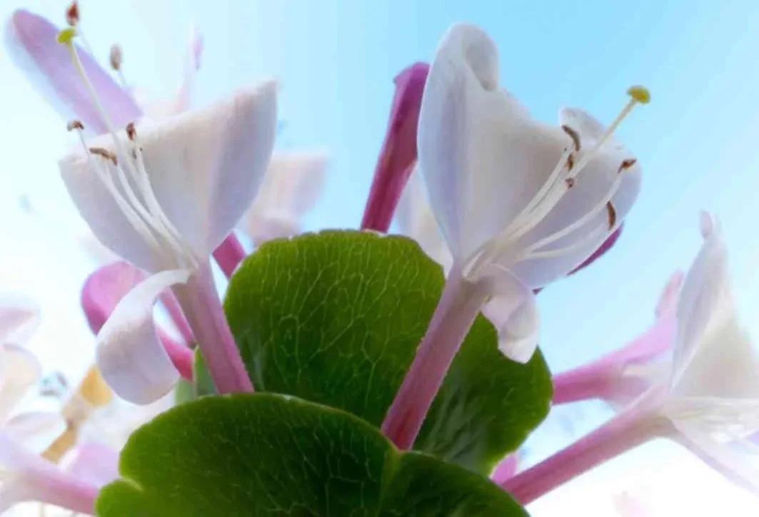 honeysuckle-fragrance-oil.jpg