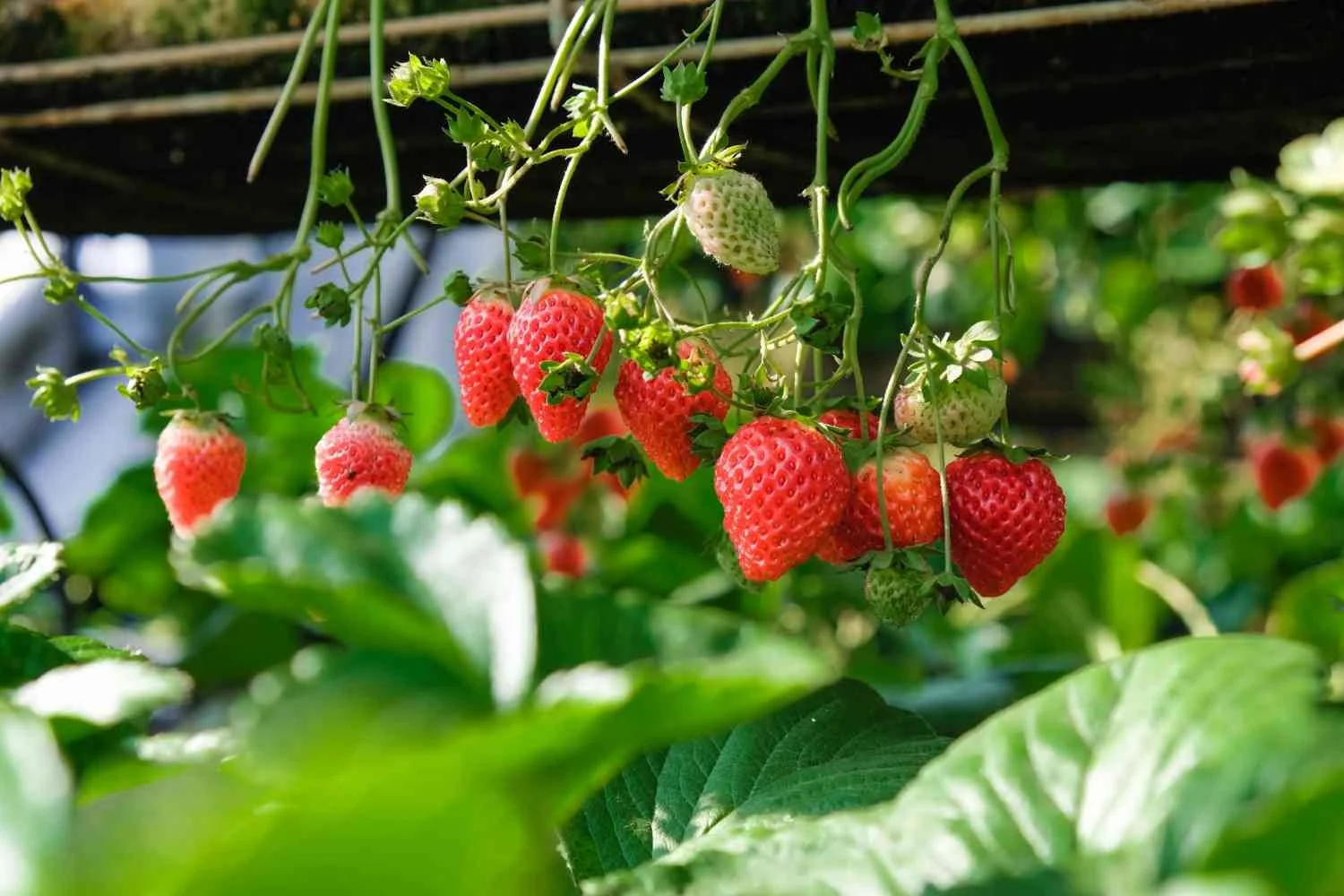 Strawberry Fragrance Oil