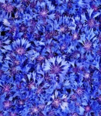 Cornflower Petals - Organic
