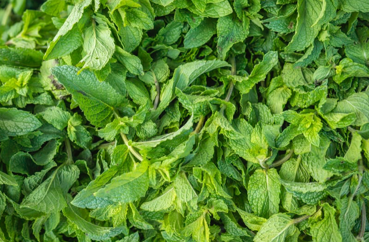 Spearmint Essential Oil