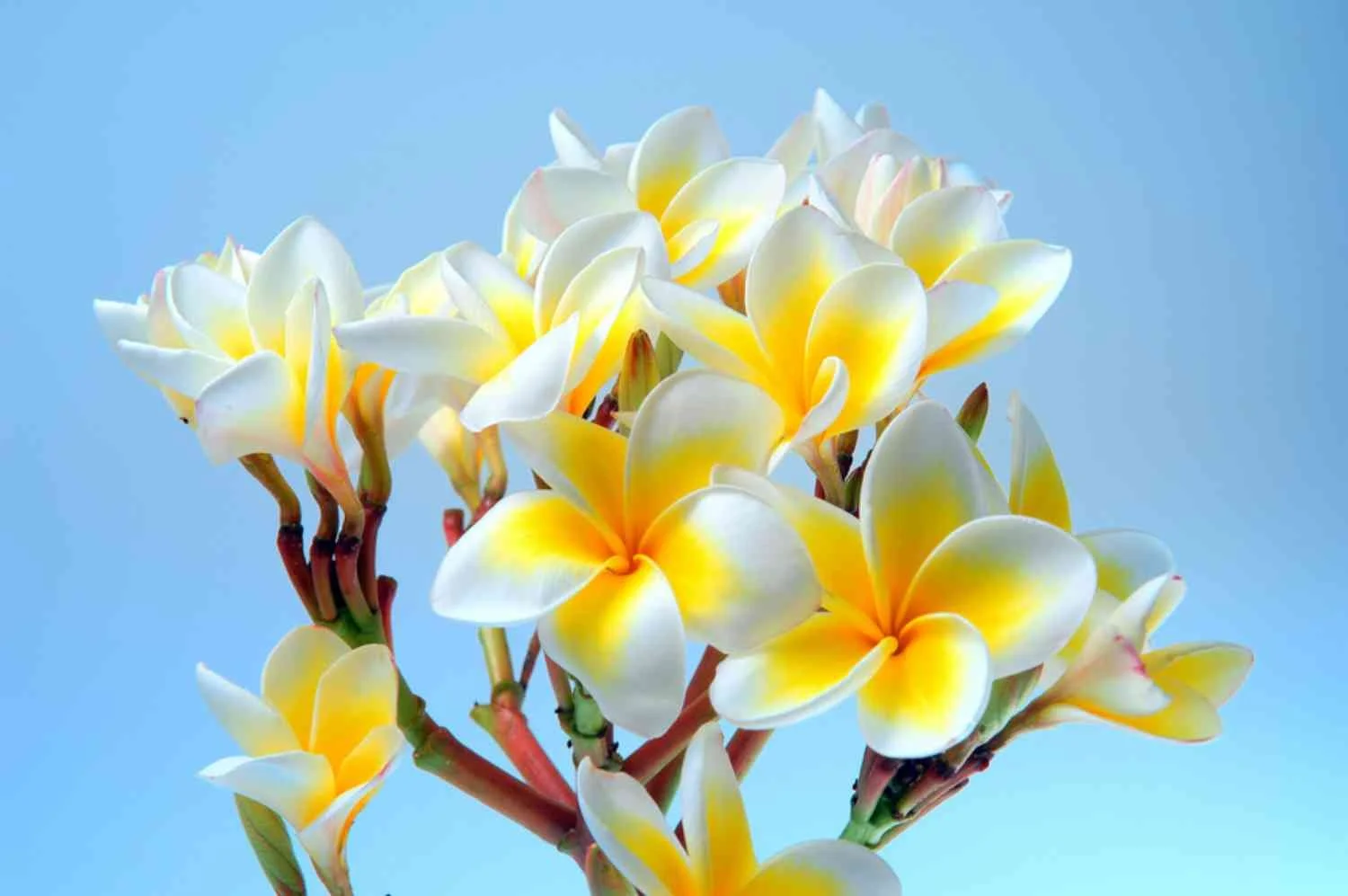 frangipani-fragrance-oil.jpg