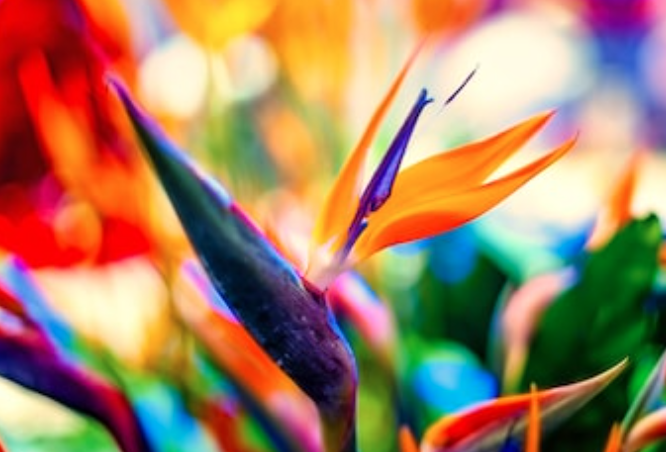 Birds of Paradise Fragrance Oil - Earthly Delights Edition
