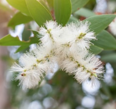 Cajeput Essential Oil