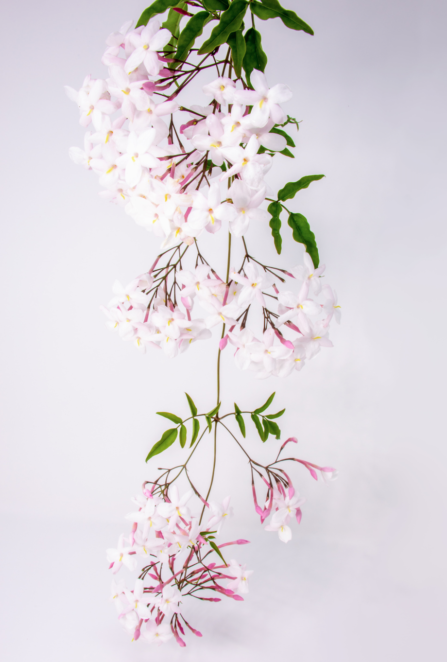 Jasmine Essential Oil