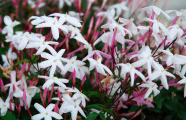 Jasmine fragrance.png