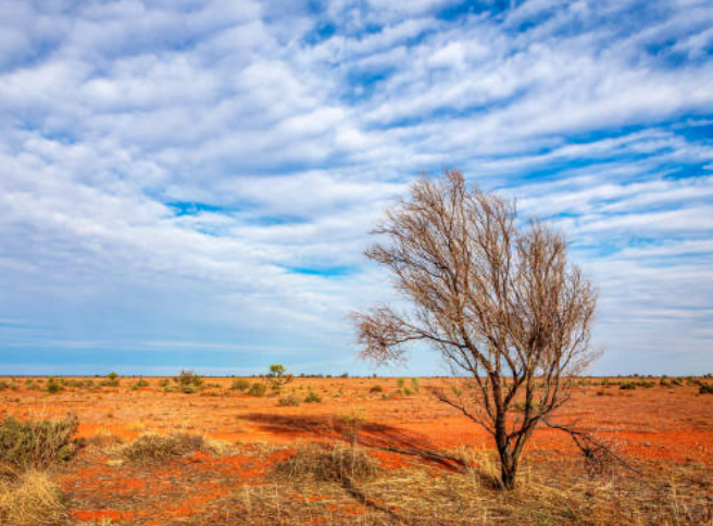Australian Bush Fragrance Oil - Wallaby Track Edition