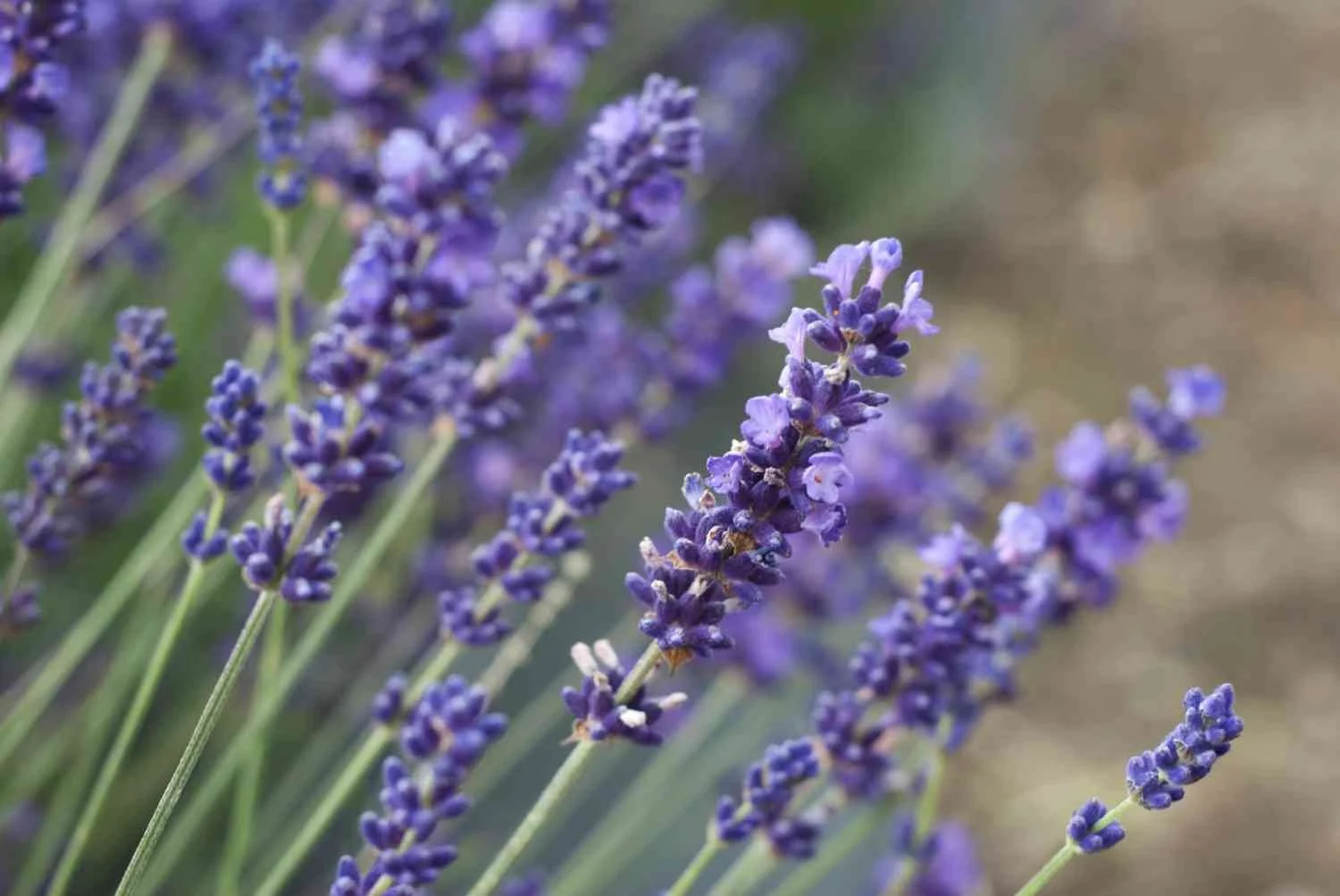 lavender-fragrance-oil.jpg