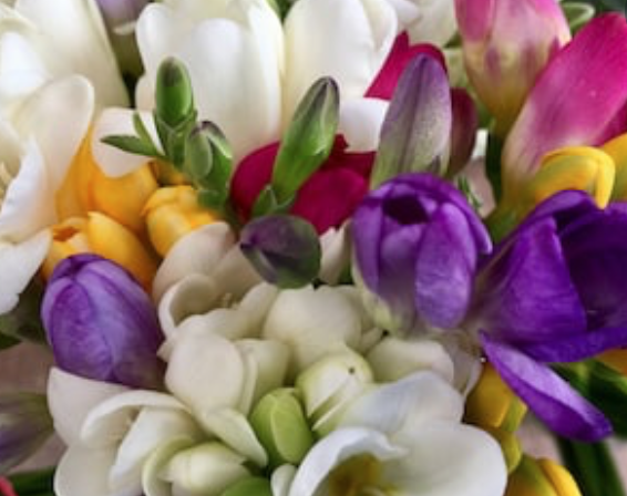 Freesia Fragrance Oil -  Delicate Edition