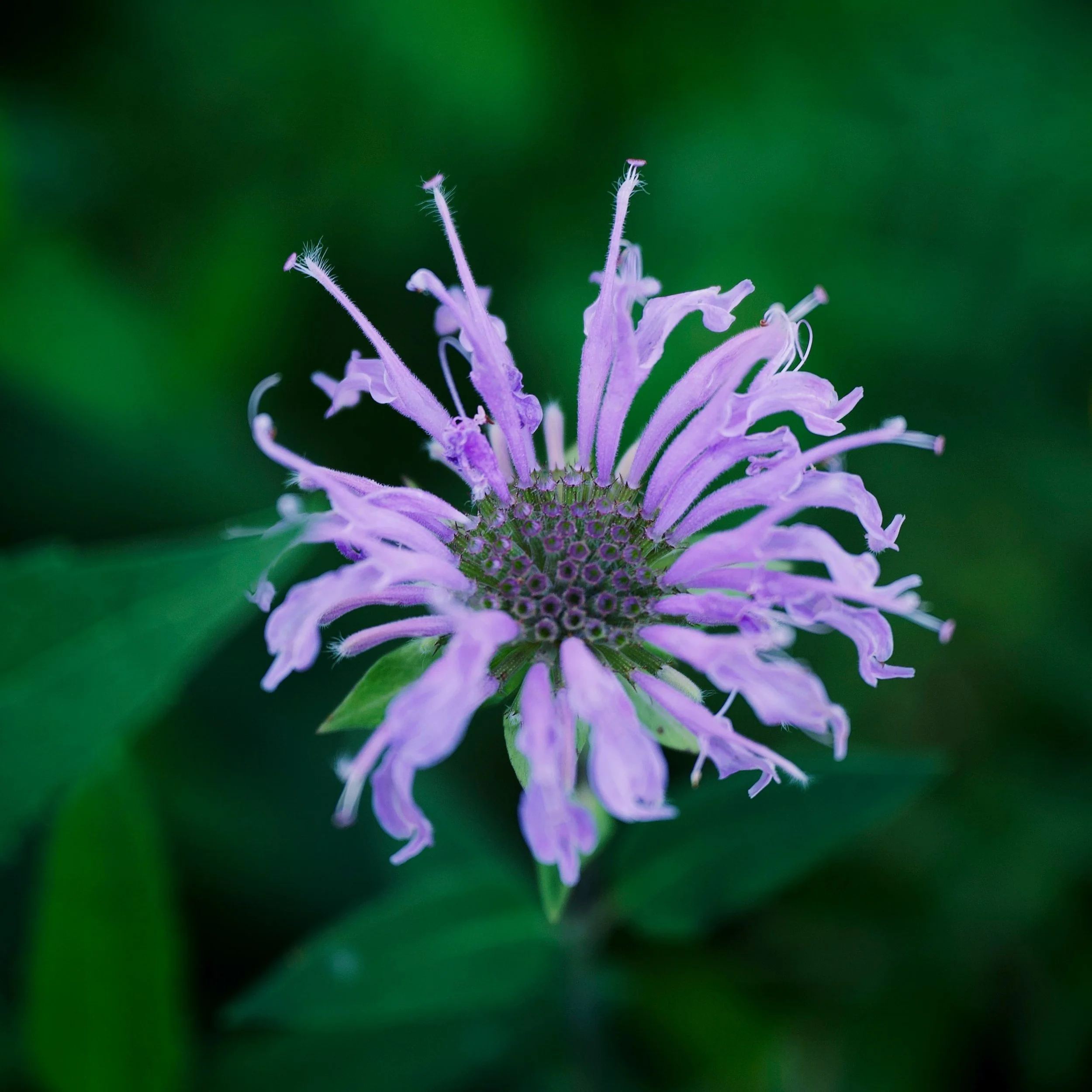 Bergamot Essential Oil