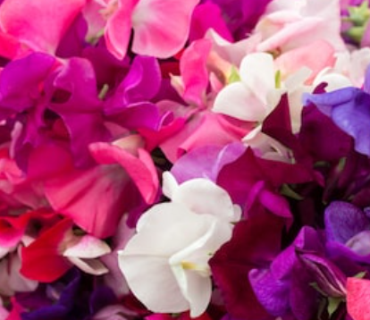 Sweet Pea Fragrance Oil - Crimson Wings Edition@Blaze&Foam