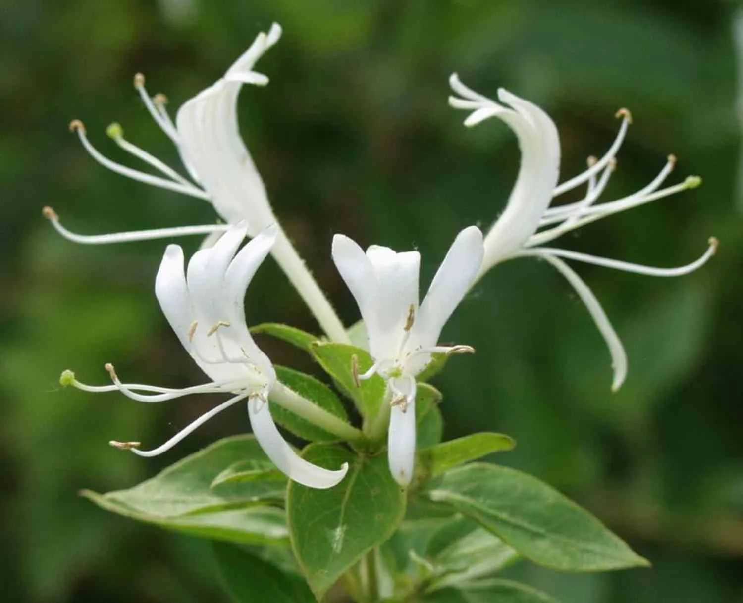 Honeysuckle-1.jpg