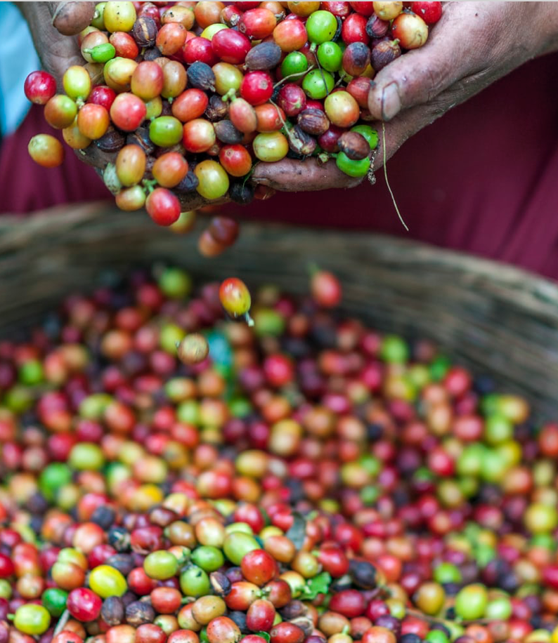 Coffee Essential Oil