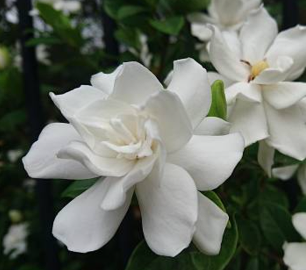 Gardenia & Grapefruit Fragrance Oil