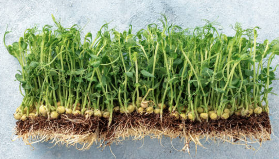 Alfalfa powder