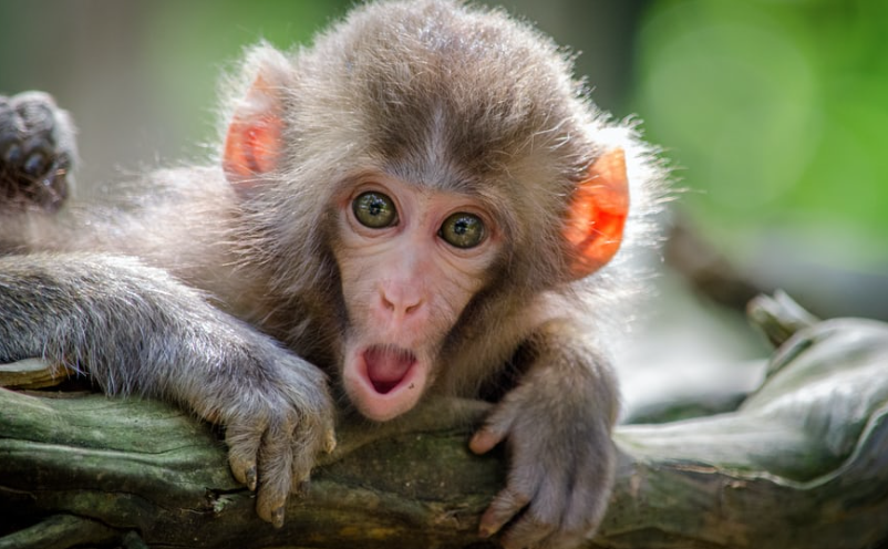 Monkey Farts Fragrance Oil