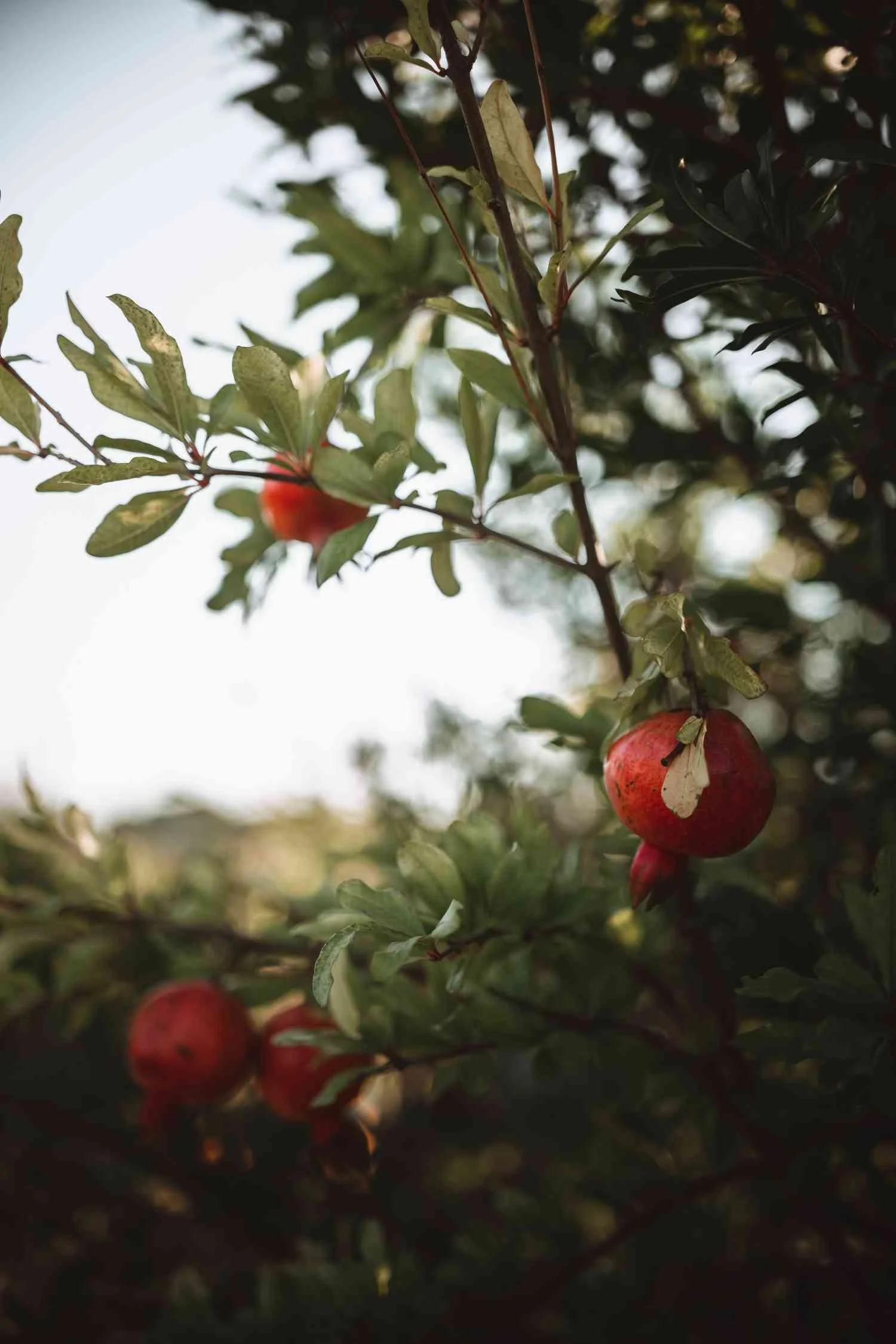 pomegranate.jpg