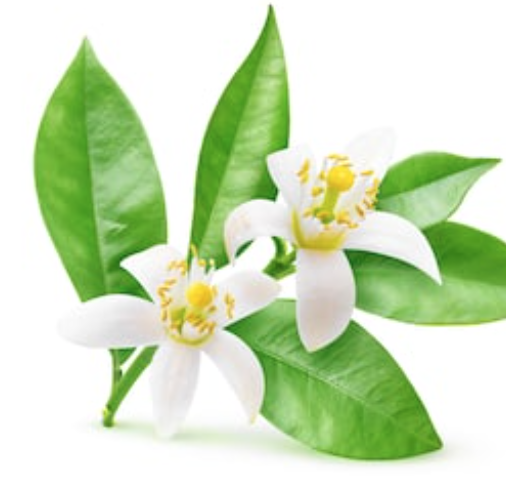 Neroli Essential Oil