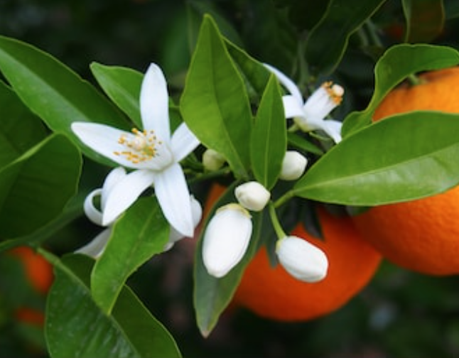 Orange-blossom-fragrance-oil.jpg