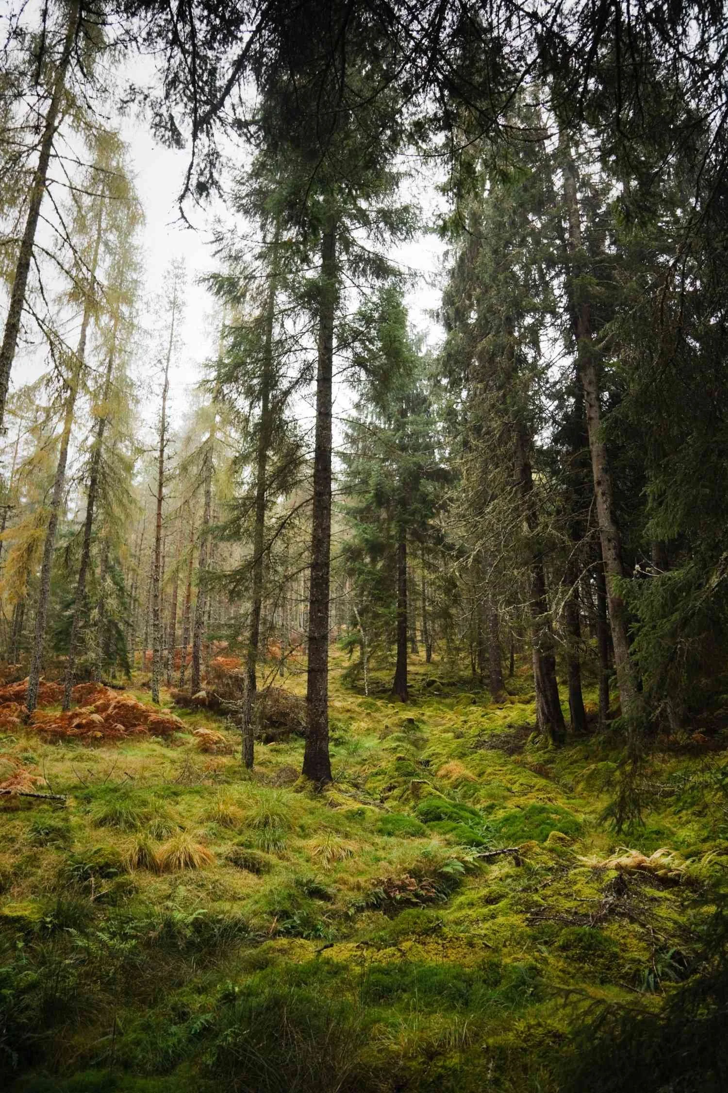 Dark Woods Fragrance Oil - Dark & Deep Edition