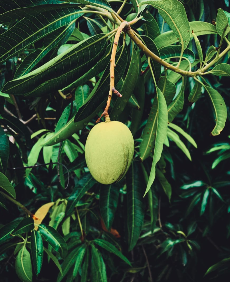Mango-Fragrance- Oil.jpg