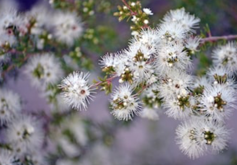 Kunzea Essential Oil