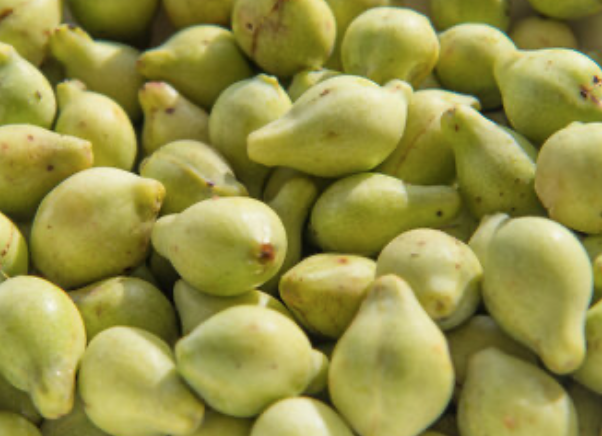 Kakadu Plum Fragrance Oil - Harvest Version @Blaze&Foam