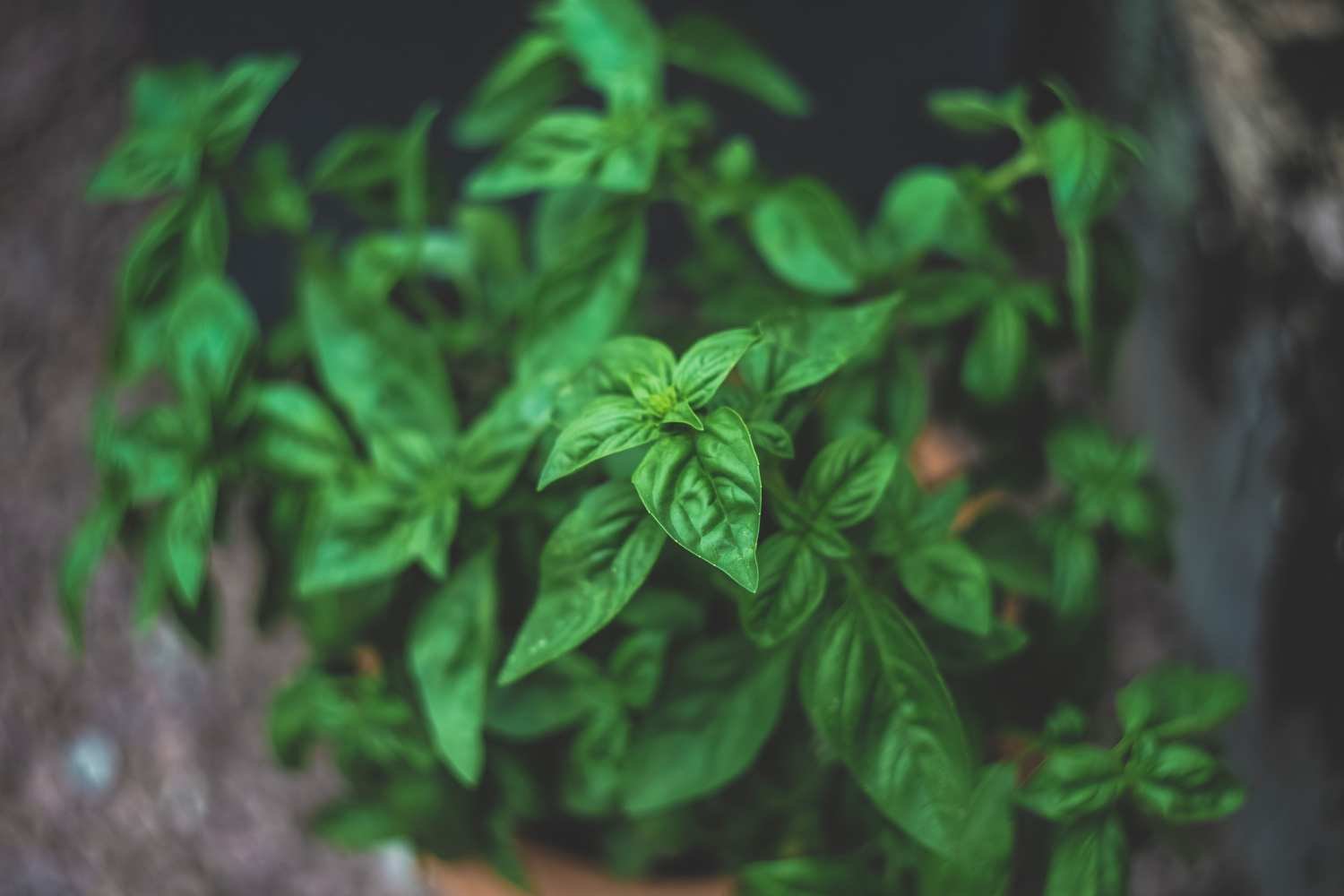 Basil Essential Oil