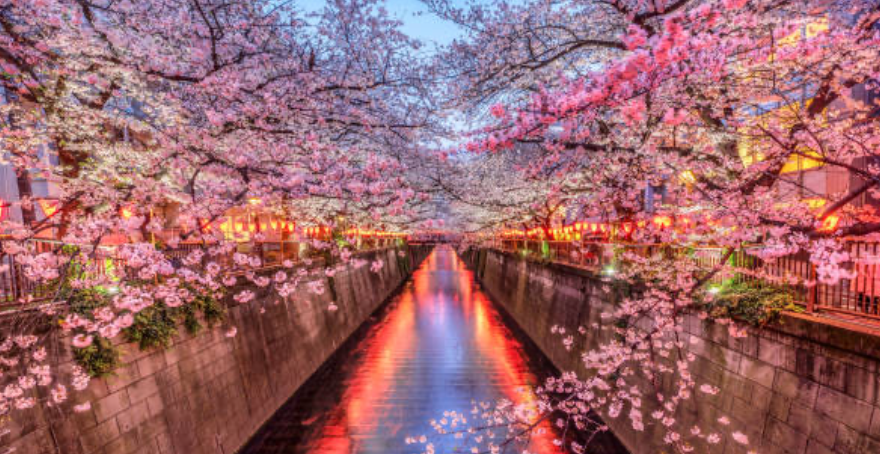 Cherry-blossom-fragrance-oil.jpg
