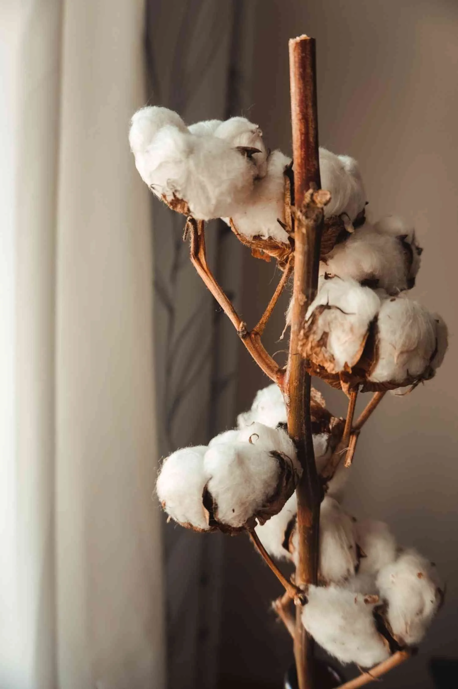 Clean Cotton Fragrance Oil