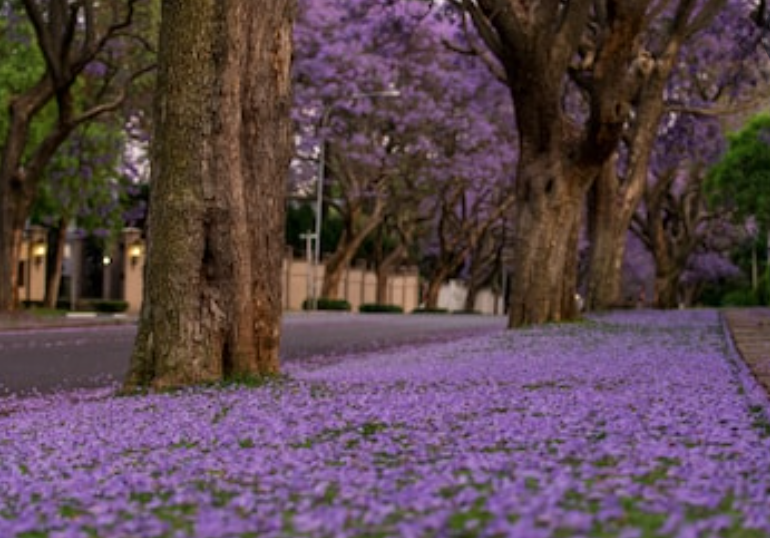 Jacaranda Fragrance Oil - Main Streets Edition