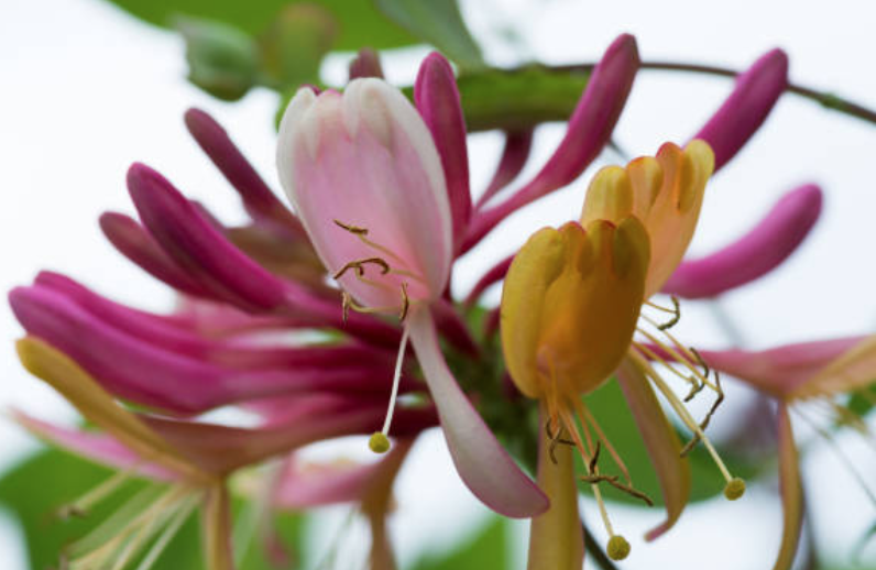 Japanese Honeysuckle Fragrance Oil - Sunlit Edition