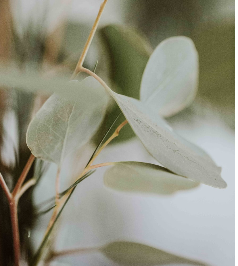 Eucalyptus Fragrance Oil
