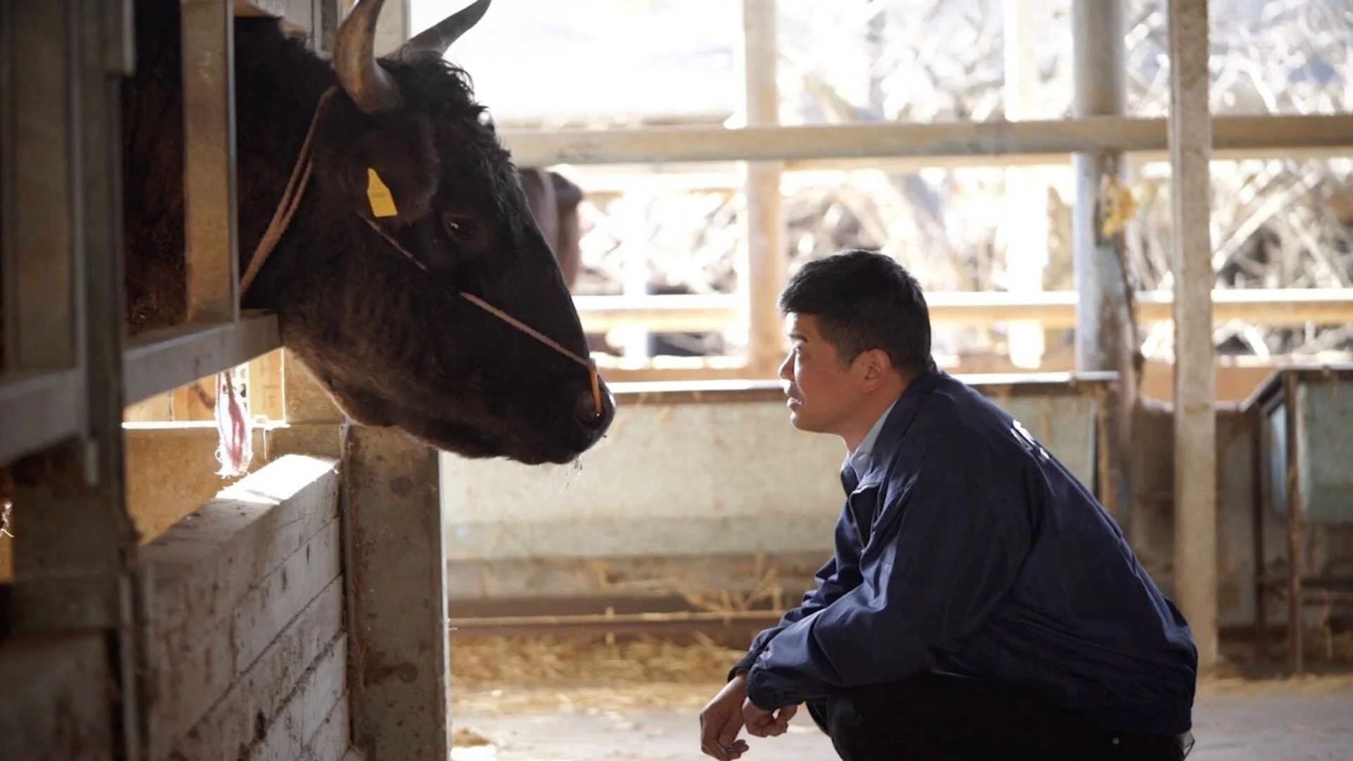 A man in a dark jacket kneeling inside a barn facing a cow that is looking at him through a half-open stall door.