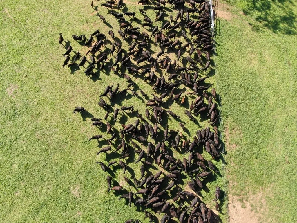 An aerial view of a herd of black cattle walking on a grassy field, with a narrow strip of land separating two sections of grass.