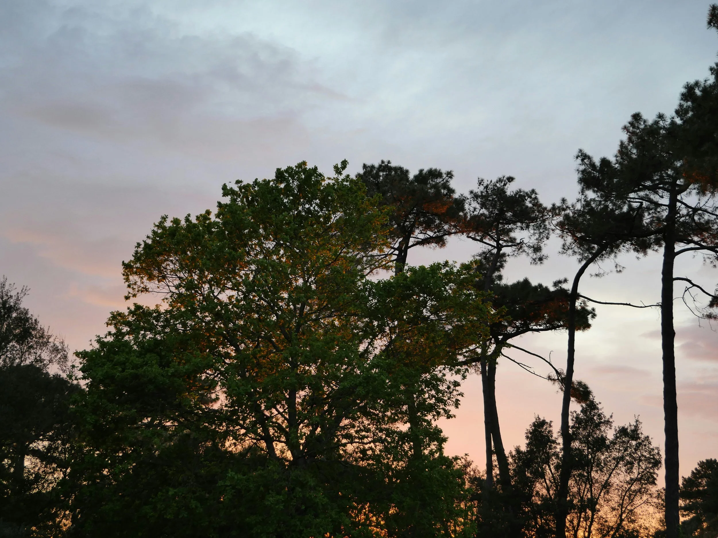 Ciel nuageux avec des arbres verts et bruns en premier plan, quelques branches d'arbres visibles sur le côté droit.