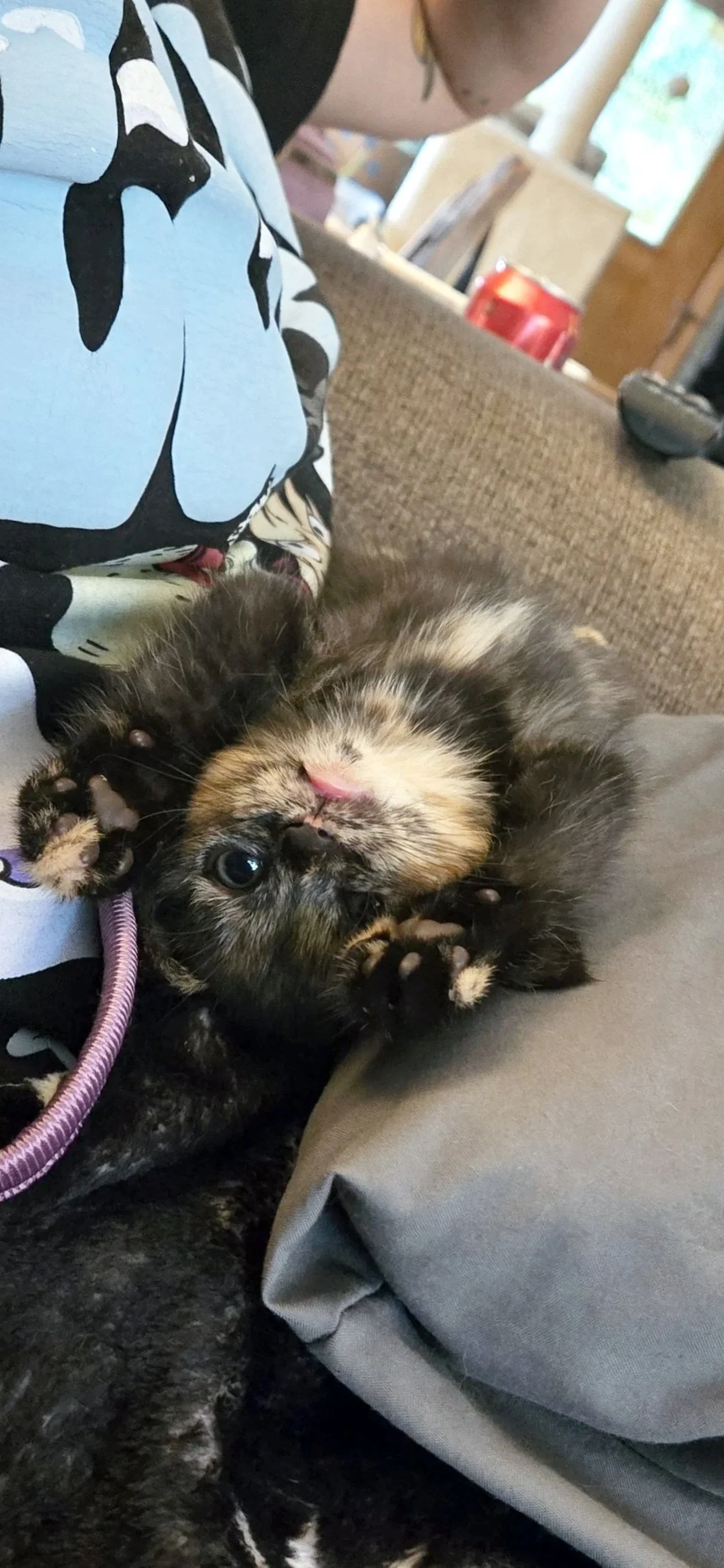 Two kittens, one black and the other brown tabby, lying on a person's lap and playing with each other.