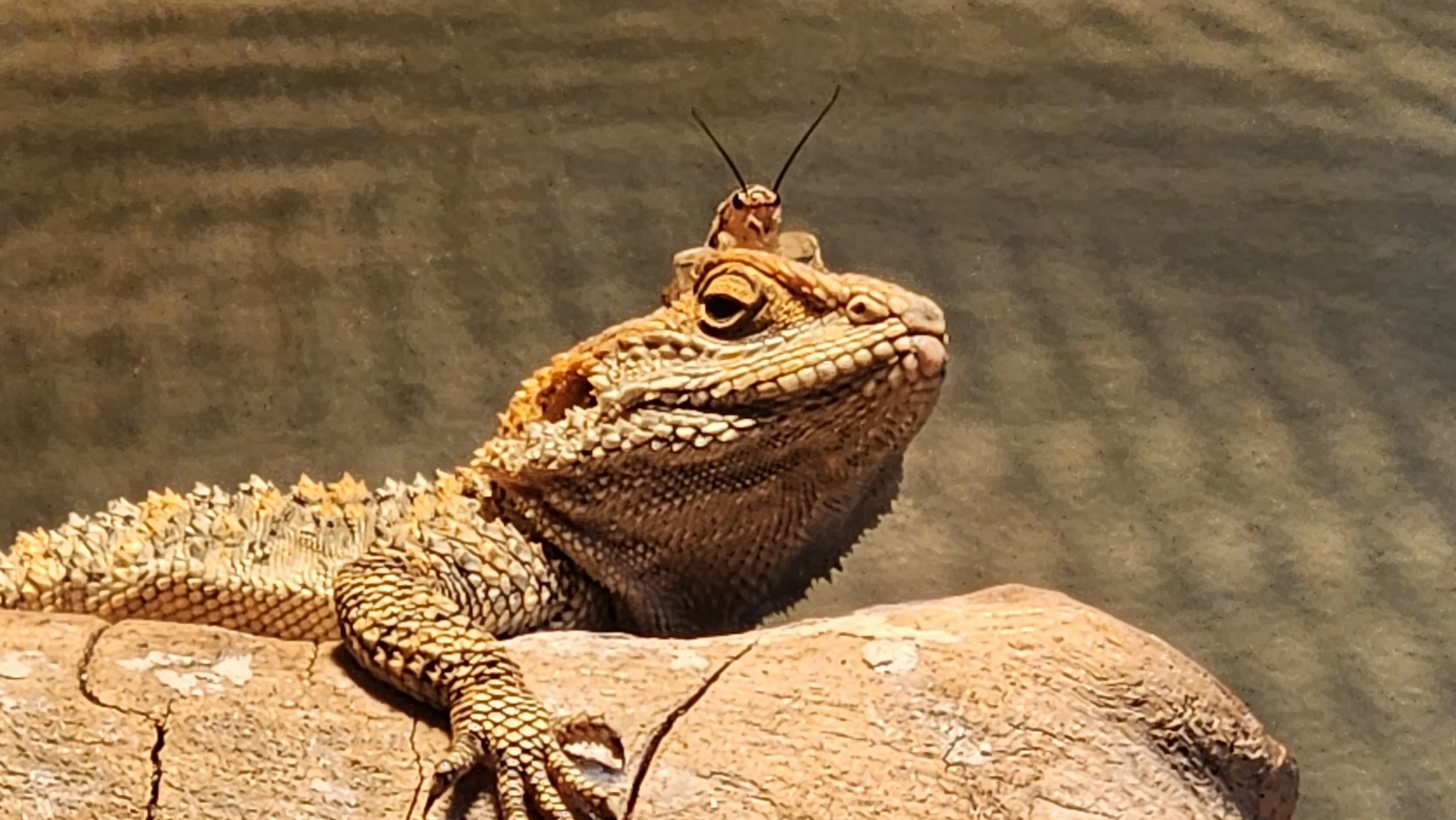 A lizard lying on a rock with a small insect on its head.