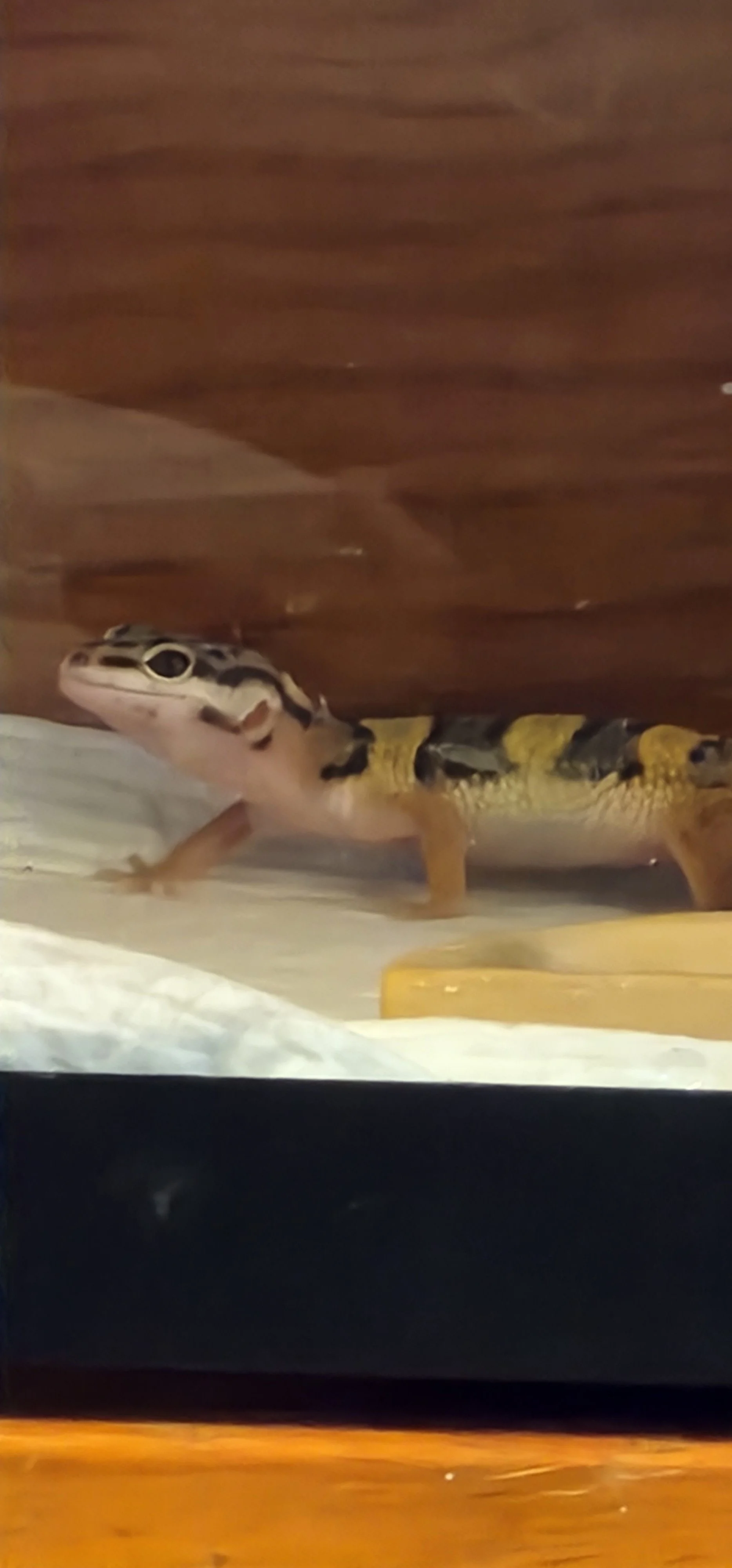 A small turtle with black and yellow markings on its head and body, inside a terrarium with a brown wooden background and a white bedding substrate.
