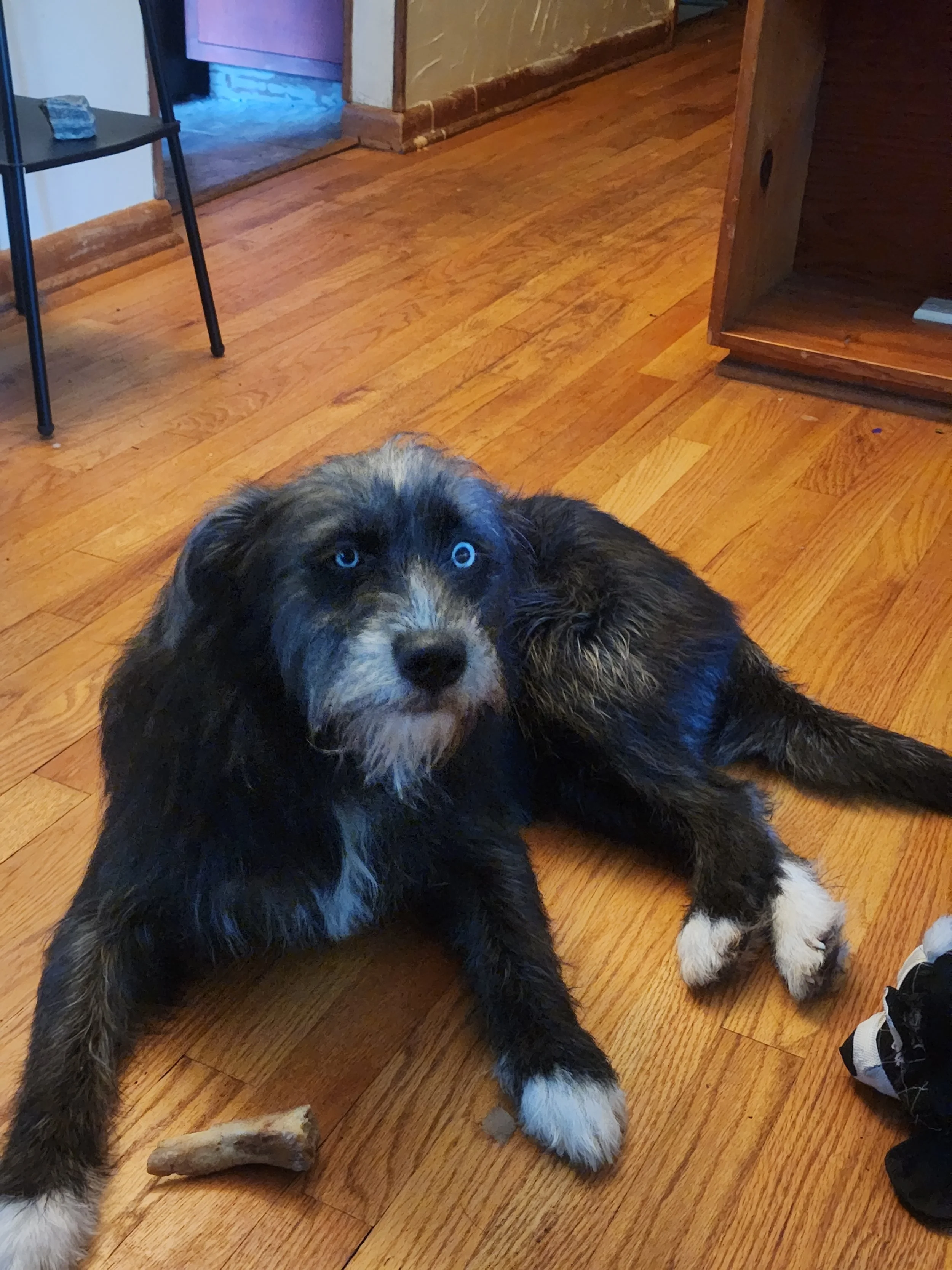 A black and white Australian Shepherd puppy with blue eyes lying on a wooden floor, with a bone toy beside it, inside a home with wooden furniture.
