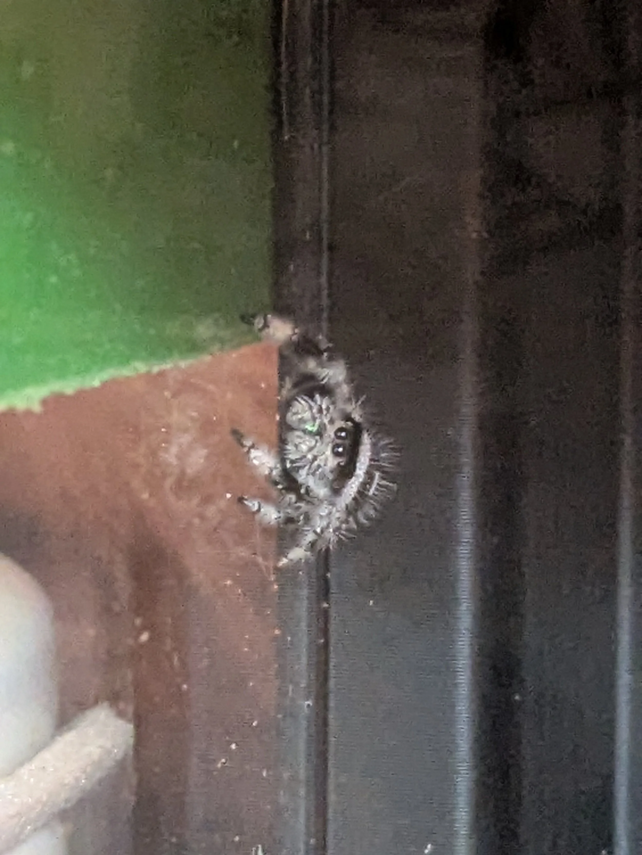 A black and white kitten peeking out from behind a step next to a green wall, with a part of a black surface visible on the right side of the image.