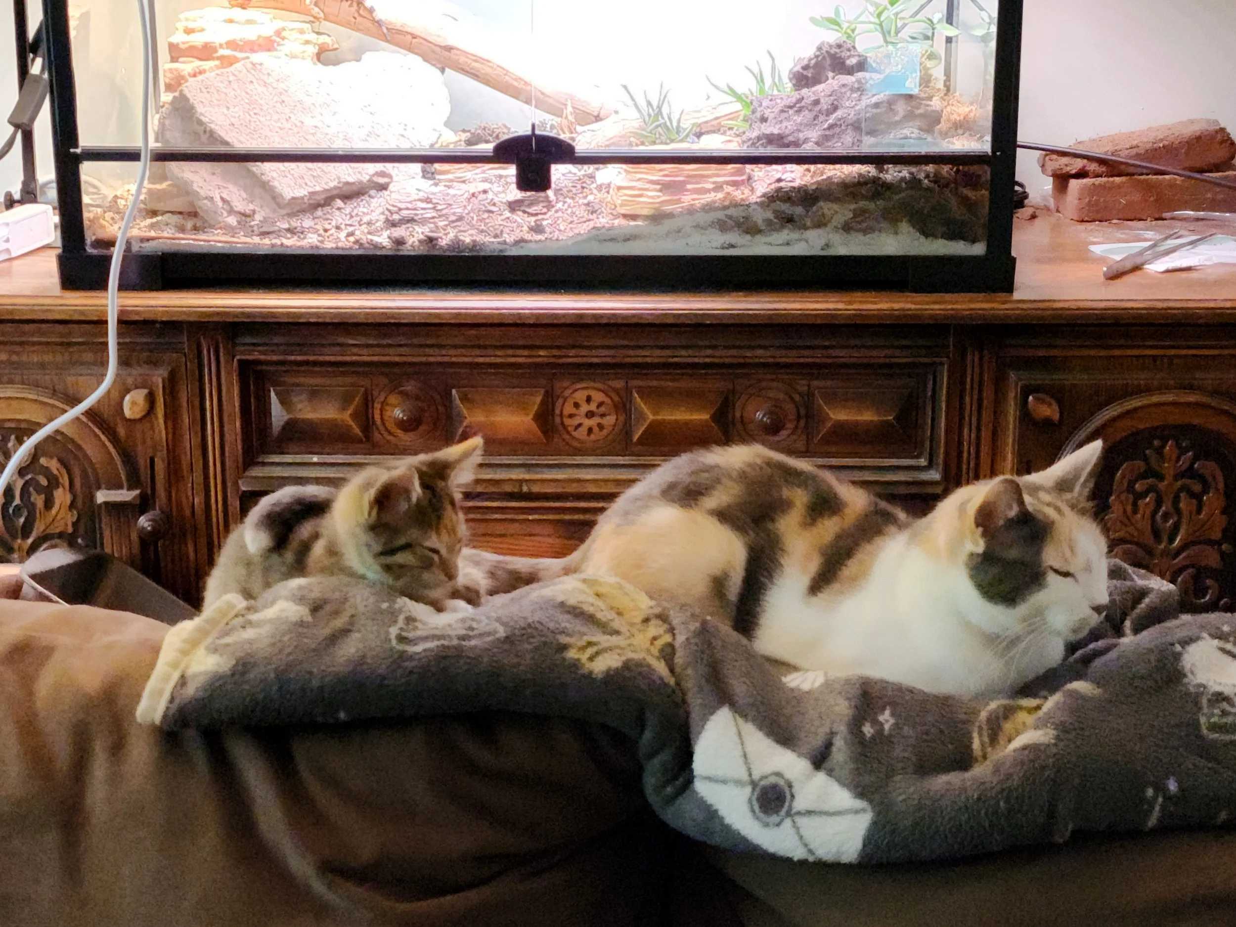 Several calico kittens resting on a soft blanket in front of a glass terrarium on a wooden table.