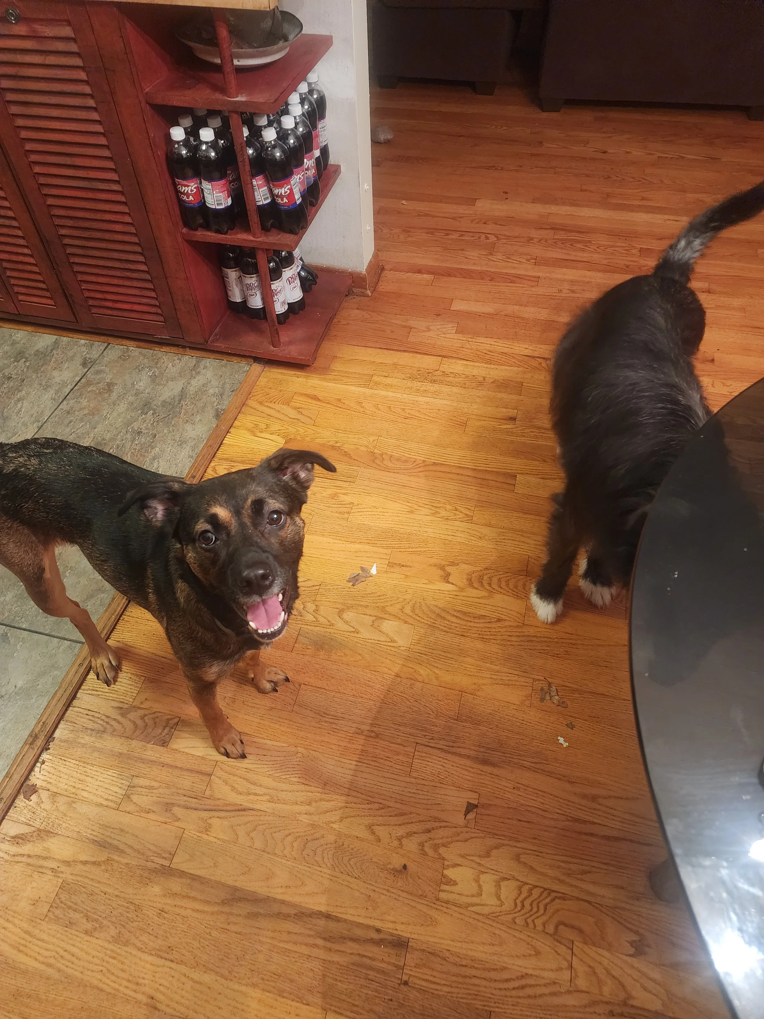 Two dogs on a wooden floor next to a kitchen counter with a cabinet filled with bottles of cola. One dog looks up with a happy expression, the other dog's rear and tail are visible.