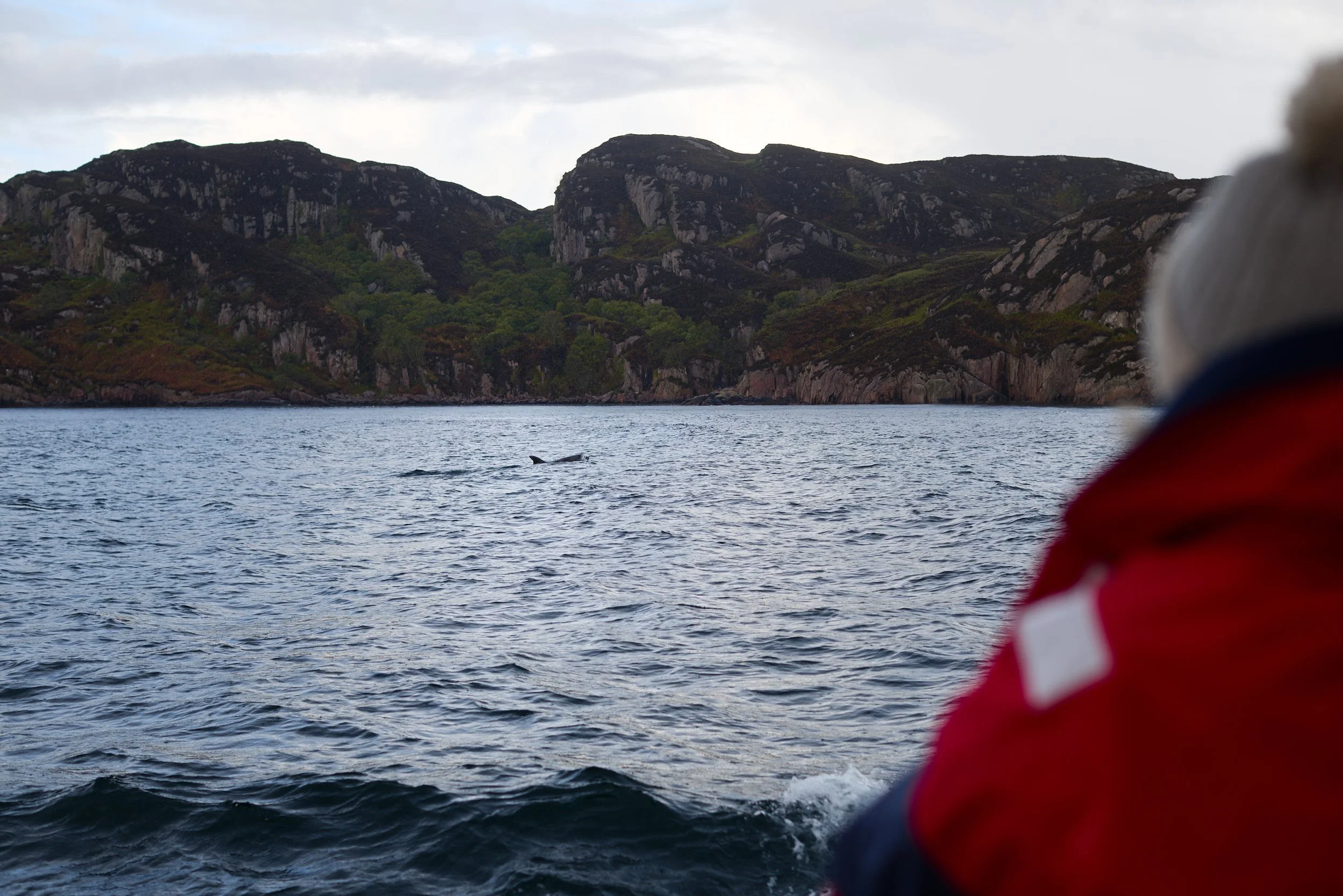 A person in a red jacket is on a boat or kayak looking at a whale swimming in a body of water near a rugged green and rocky coastline under a cloudy sky.