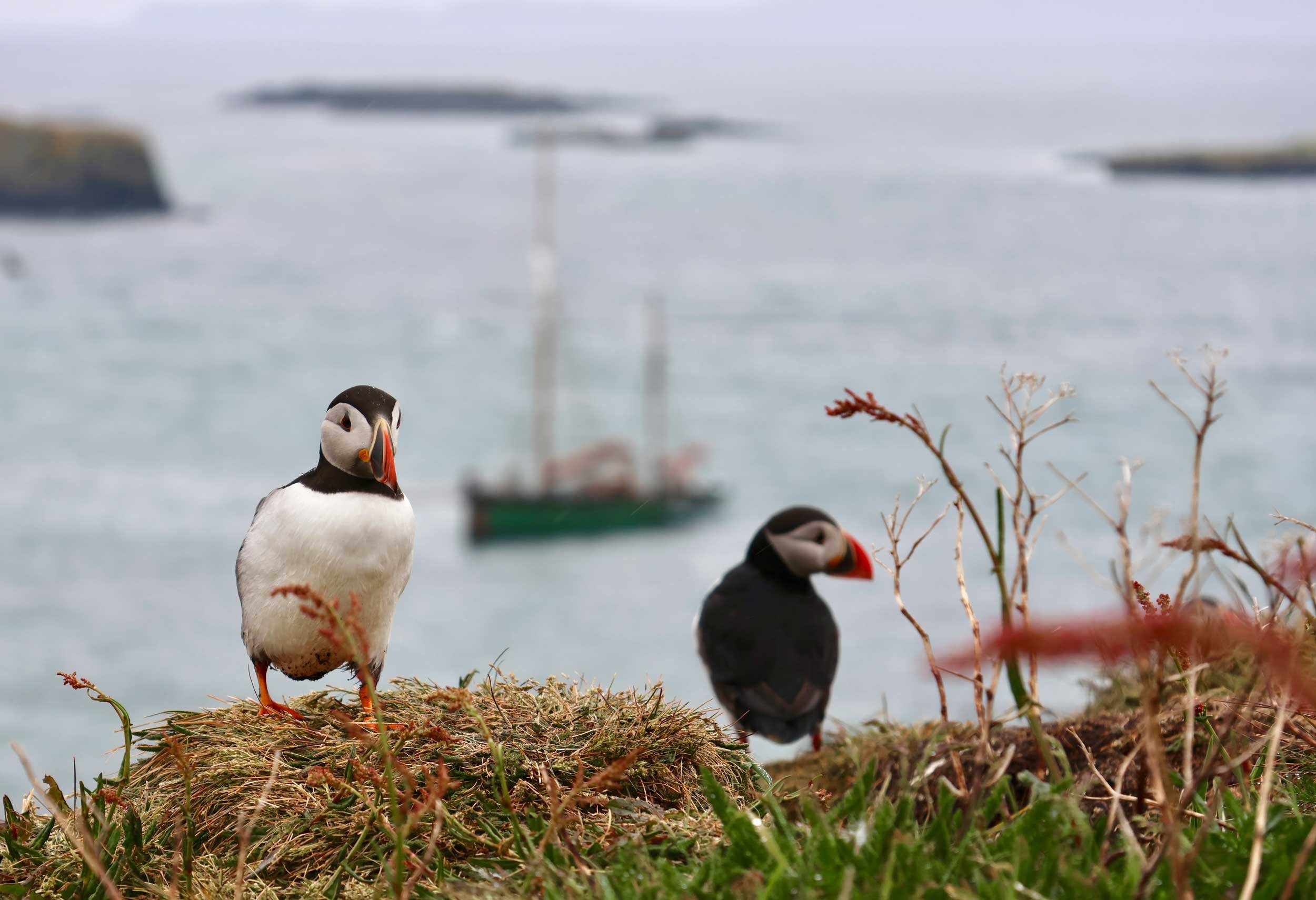 Three puffin birds on a grassy patch near water, with a blurred boat in the background.