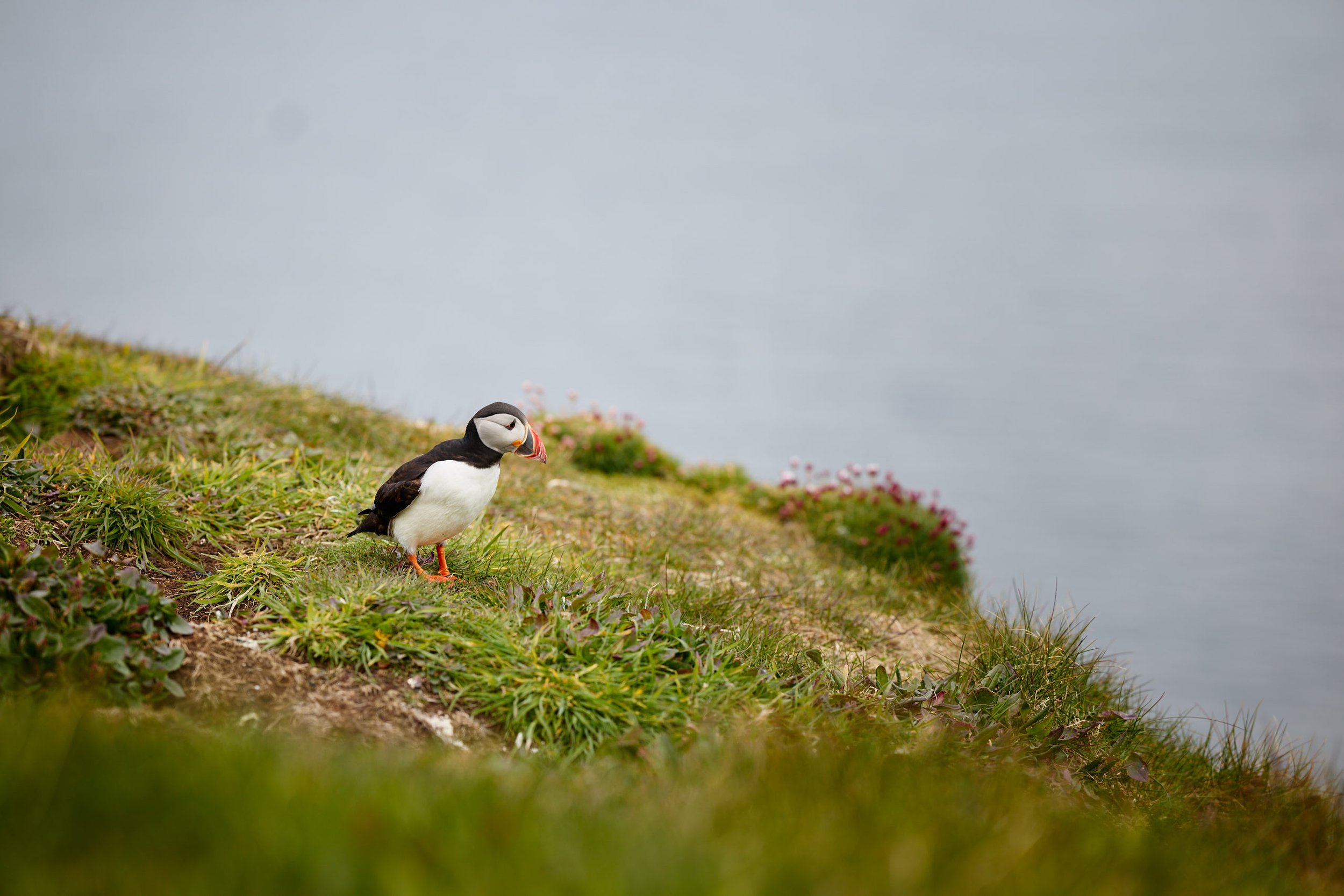 A puffin standing on a grassy cliff edge with flowers, overlooking the ocean.
