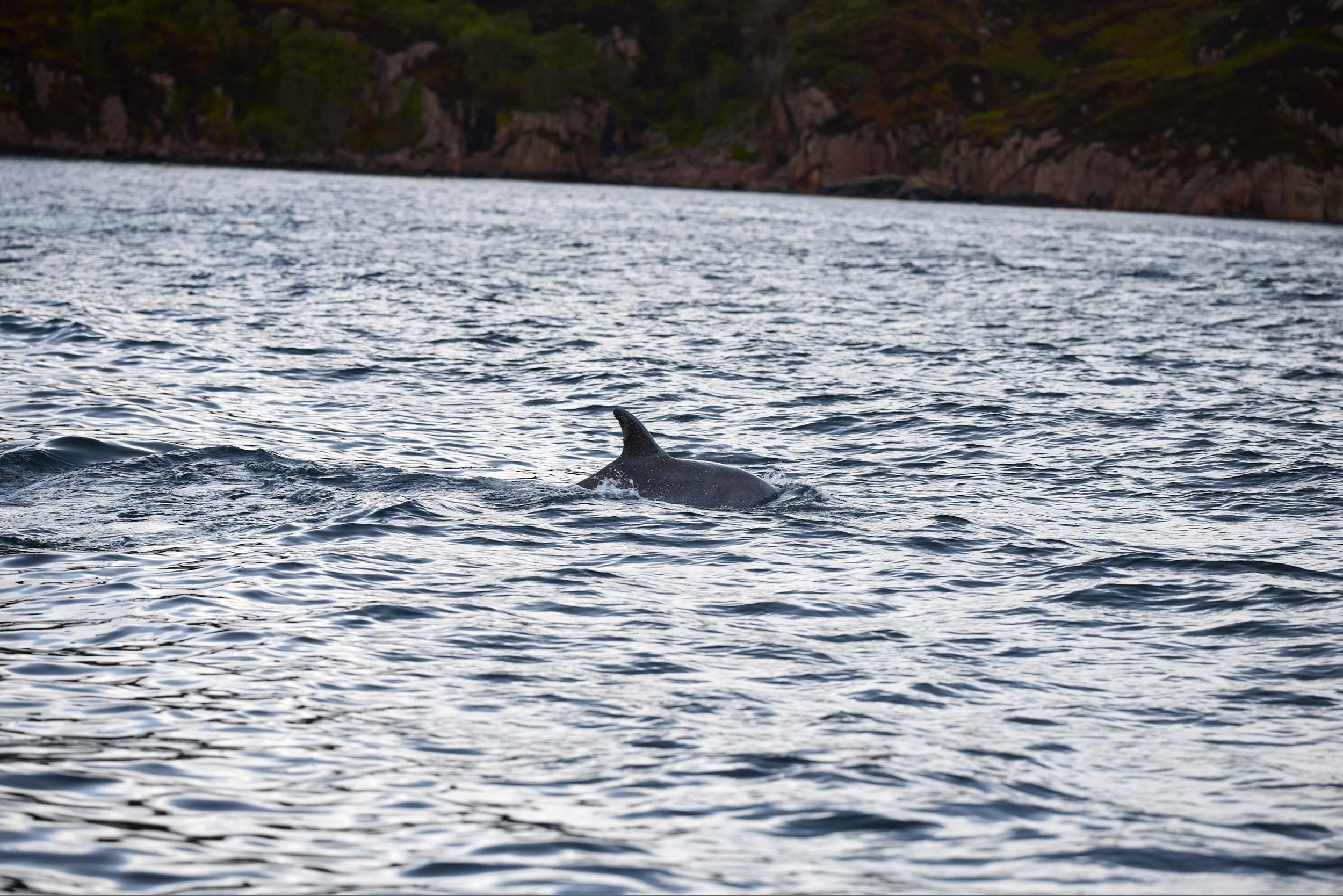 A whale's dorsal fin emerging from the water near a rocky shoreline.