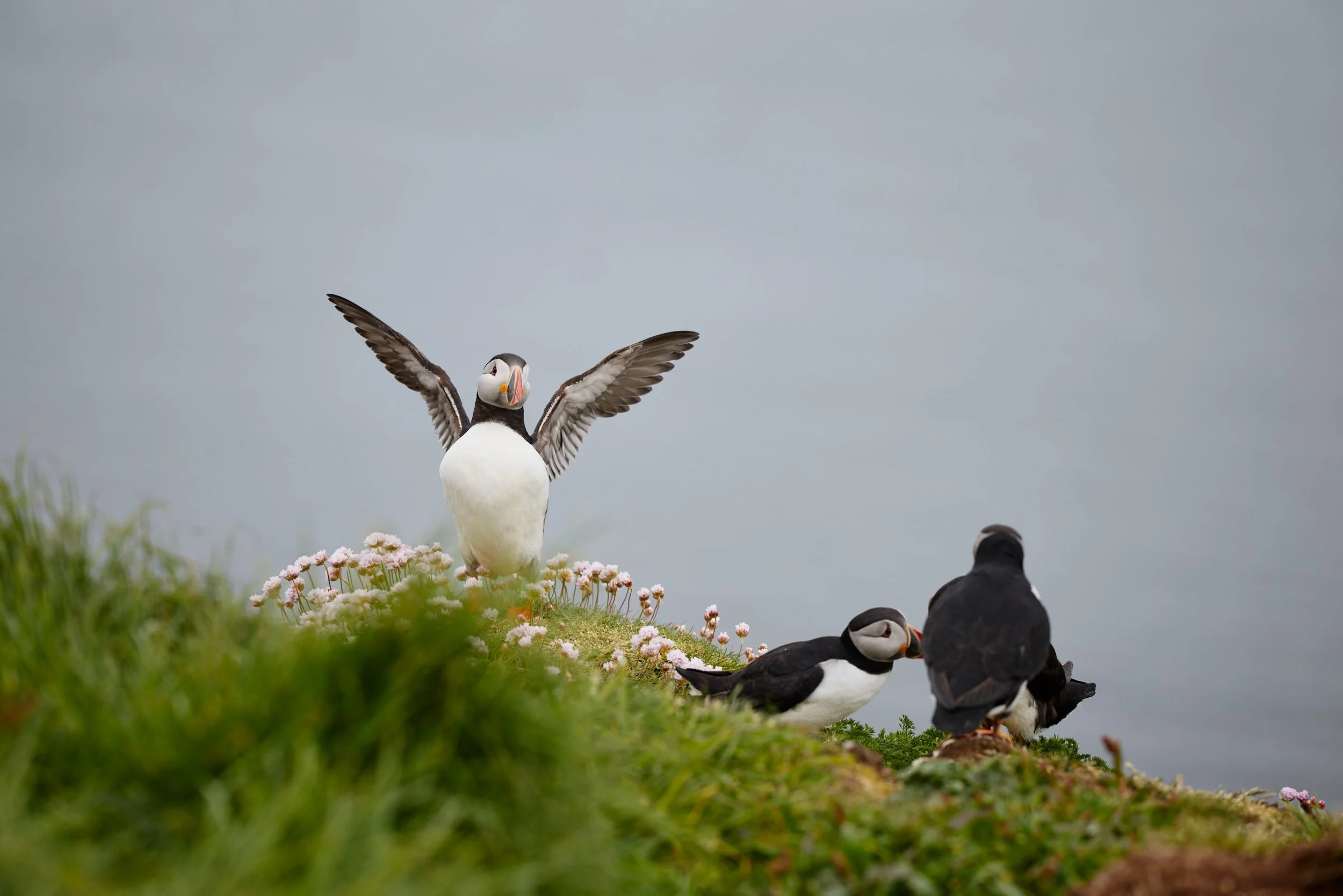 A group of puffin birds on a grassy hill with pink flowers, some with wings spread, under a cloudy sky.
